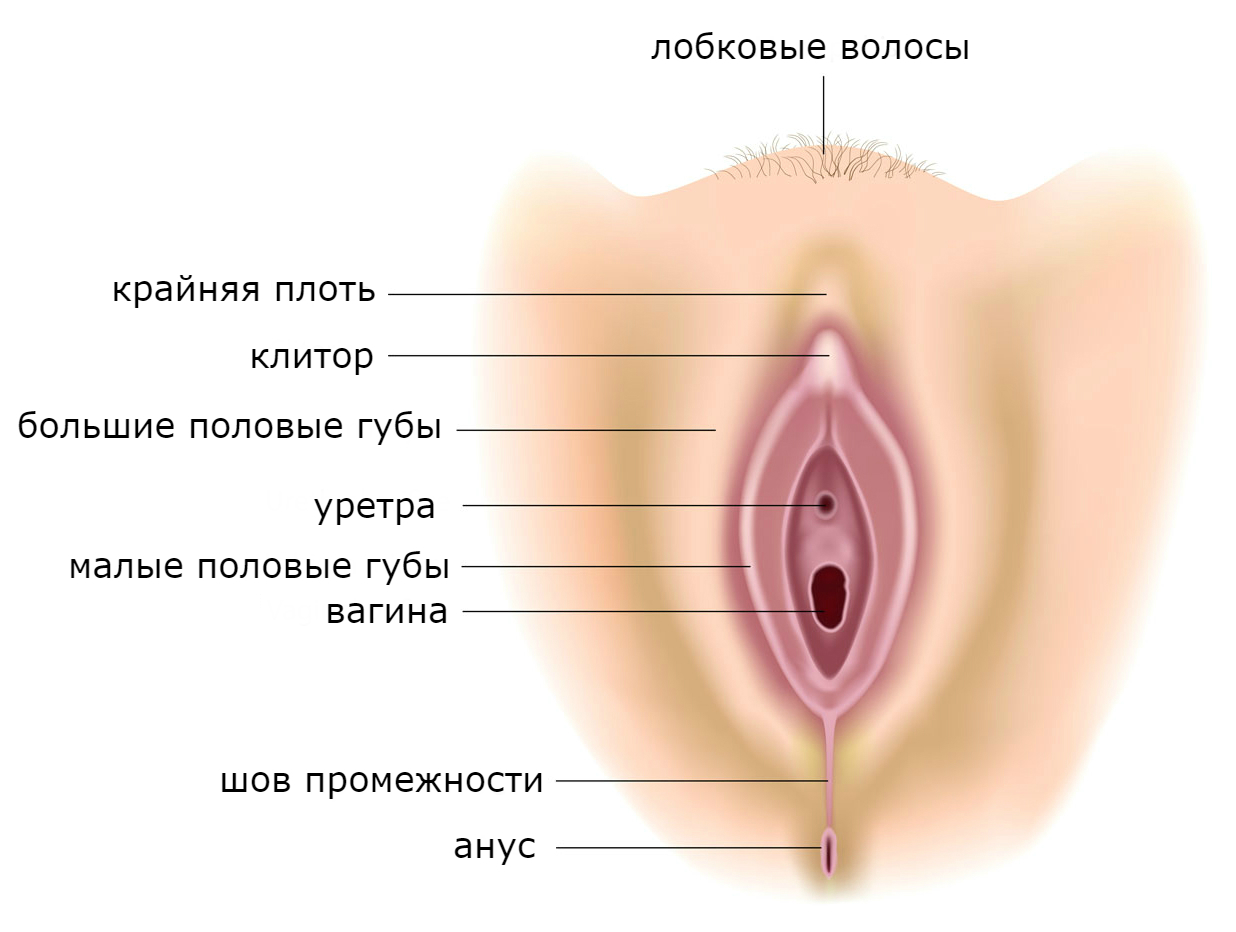 женская вульва анатомия 
